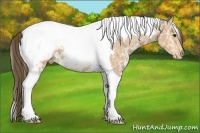 Horse Color:White Spotted Buckskin Ice Tobiano Appaloosa 