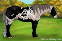 Horse Color:Bay Ice Sabino Splash Appaloosa