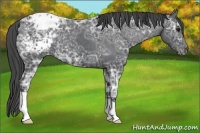 Horse Color:Black Ice Appaloosa 