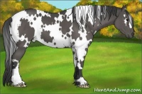 Horse Color:White Spotted Smoky Black