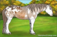 Horse Color:Bay Splash Varnish