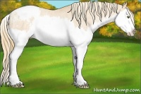 Horse Color:Gold Champagne Sabino Splash Varnish 