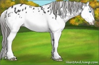 Horse Color:White Spotted Black Splash Appaloosa 
