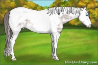 Horse Color:Bay Ice Splash Tobiano Appaloosa Rabicano