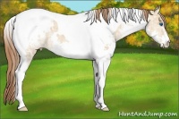 Horse Color:Bay Ice Dun Splash Tobiano Varnish Rabicano