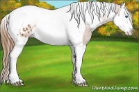 Horse Color:Chestnut Sabino Splash Tobiano Appaloosa