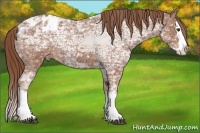 Horse Color:Chestnut Ice Sabino Splash Appaloosa 