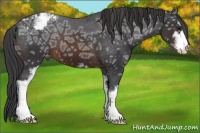 Horse Color:Brown Ice Sabino Appaloosa 