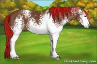 Horse Color:Painted White Spotted Chestnut Appaloosa