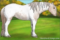 Horse Color:Bay Tobiano Appaloosa