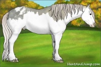 Horse Color:Silver Grullo Ice Splash Appaloosa 