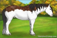 Horse Color:Bay Ice Sabino Splash 