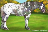 Horse Color:Nacre White Spotted Black Splash Blanket Rabicano 