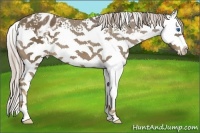 Horse Color:White Spotted Chocolate Palomino Sabino Splash Varnish 