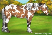 Horse Color:White Spotted Bay Splash Tobiano 