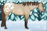 Horse Color:Bay Dun Appaloosa 