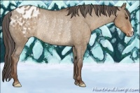 Horse Color:Liver Red Dun Appaloosa Rabicano