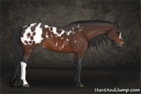 Horse Color:Bay Appaloosa