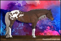 Horse Color:Silver Brown Appaloosa