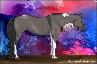 Horse Color:Grullo Tobiano Rabicano