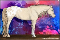 Horse Color:Perlino Dun Appaloosa 