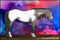Horse Color:Grullo Frame Appaloosa 