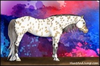 Horse Color:Buckskin Dun Appaloosa