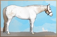 Horse Color:White Spotted Buckskin Sabino Varnish 