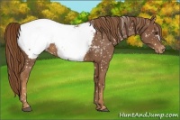 Horse Color:Chestnut Appaloosa