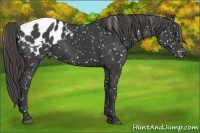 Horse Color:Smoky Black Appaloosa 