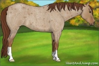 Horse Color:Red Dun Roan 