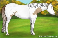 Horse Color:Buckskin Dun Splash Tobiano Blanket