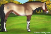 Horse Color:Bay Onyx Rabicano 
