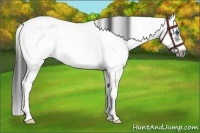 Horse Color:Black Sabino Frame Snowcap Rabicano 