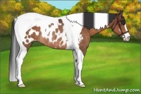 Horse Color:Brown Sabino Tobiano Appaloosa Rabicano 