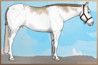 Horse Color:Liver Red Dun Sabino Splash Frame Appaloosa Rabicano