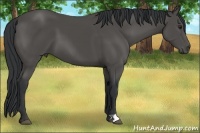 Horse Color:Black 