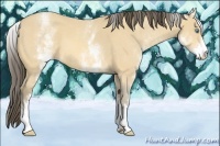 Horse Color:White Spotted Amber Cream Champagne 