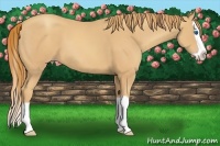 Horse Color:Gold Champagne Splash 
