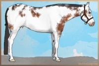 Horse Color:White Spotted Brown Frame Appaloosa 