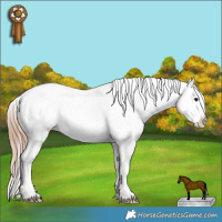 Horse Color:White Spotted Brown Splash Appaloosa 