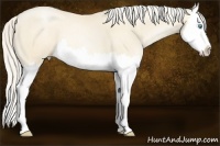 Horse Color:Gold Cream Champagne Pearl Splash 