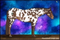 Horse Color:Liver Chestnut Near Leopard 