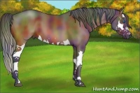 Horse Color:Nacre Brown Splash 
