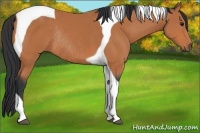 Horse Color:Bay Tobiano Rabicano