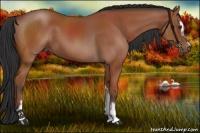 Horse Color:Bay Sabino 