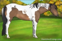 Horse Color:Buckskin Tobiano 