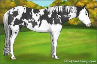 Horse Color:White Spotted Black Splash Snowcap 