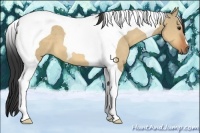 Horse Color:Bay Dun Tobiano 