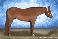 Horse Color:Chestnut Sabino
